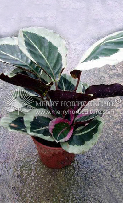 Calathea picturata argentea